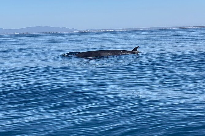 Dolphin Expedition Shared Speedboat tour with Biologist guide - Dolphin sightings are exciting, but never guaranteed