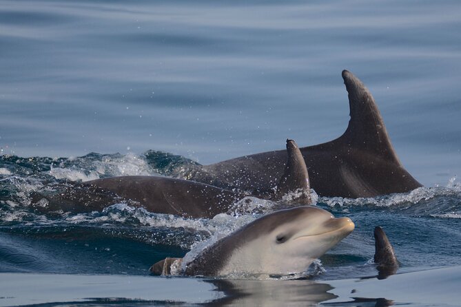 Dolphin Expedition Shared Speedboat tour with Biologist guide - Boat size, comfort, and the sea conditions