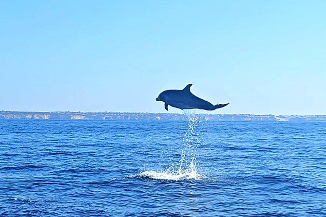 Dolphin Expedition Shared Speedboat tour with Biologist guide - Is $71.48 a fair price?