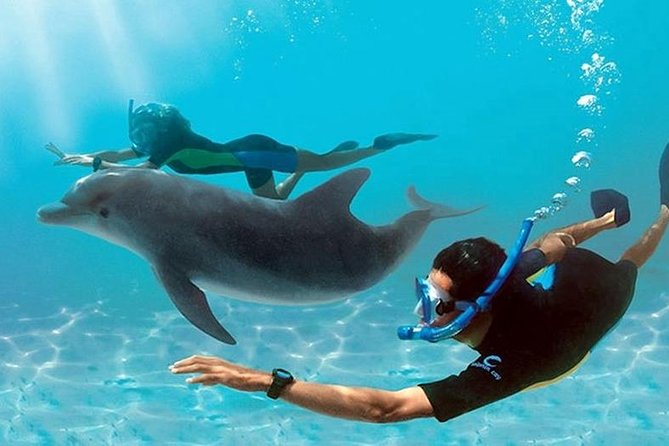Dolphin House By Private Speed Boat & Drinks & Transfer-Hurghada - Key points to know before booking