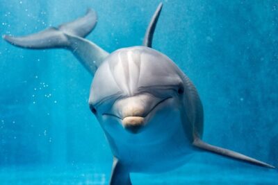 Dolphin House By Private Speed Boat & Drinks & Transfer-Hurghada