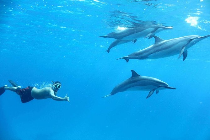 Dolphin House By Private Speed Boat & Drinks & Transfer-Hurghada - What the $50 price really covers