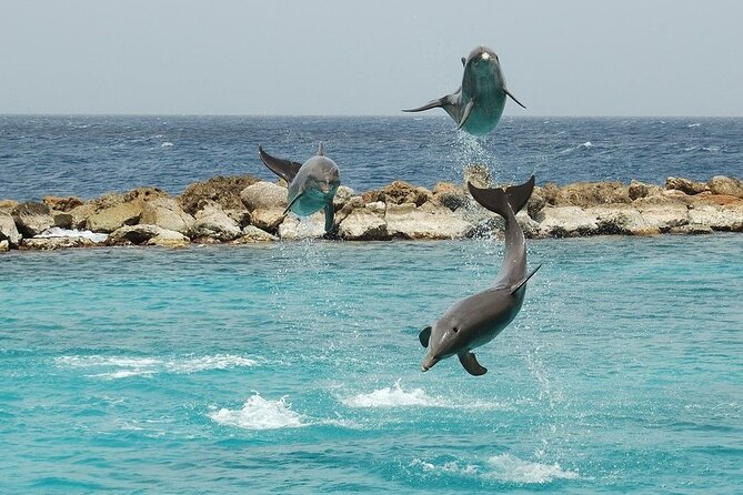 Dolphin House By Private Speed Boat & Drinks & Transfer-Hurghada - Who will enjoy this trip most