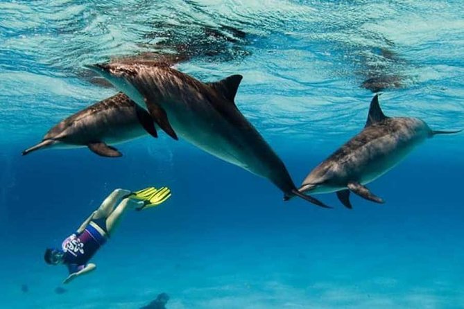 Dolphin House By Private Speed Boat & Drinks & Transfer-Hurghada - Practical details for a smoother morning