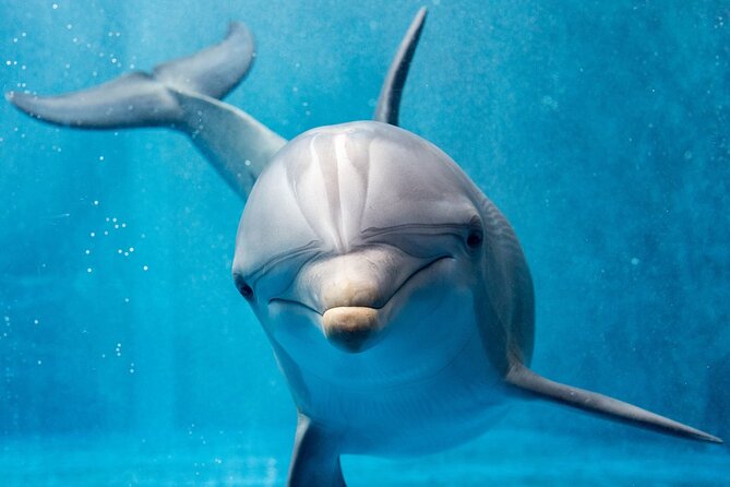 Dolphin House By Private Speed Boat & Drinks & Transfer-Hurghada - The speedboat ride to Dolphin House