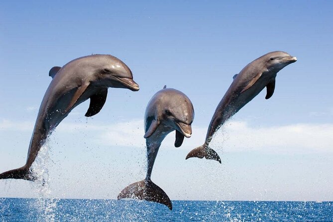 Dolphin Snorkel With private Speed Boat & Water Sports - Hurghada - A private morning on the Red Sea