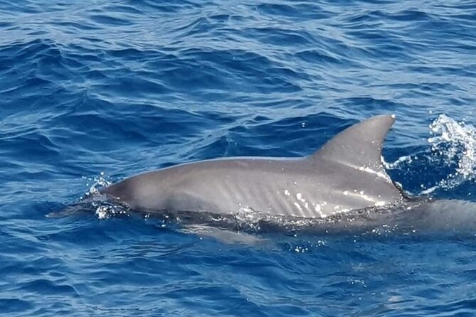 Dolphin Snorkel With private Speed Boat & Water Sports - Hurghada - What the private format changes