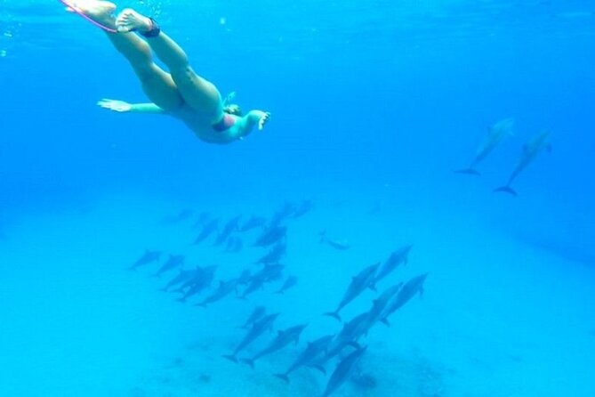 Dolphin Snorkel With private Speed Boat & Water Sports - Hurghada - Pickup, timing, and what is included