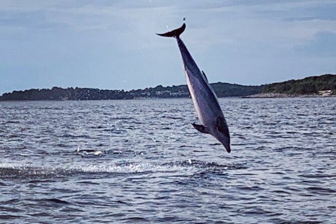 Dolphin Sunrise Adventure with Speedboat - Is $42.17 a fair price?