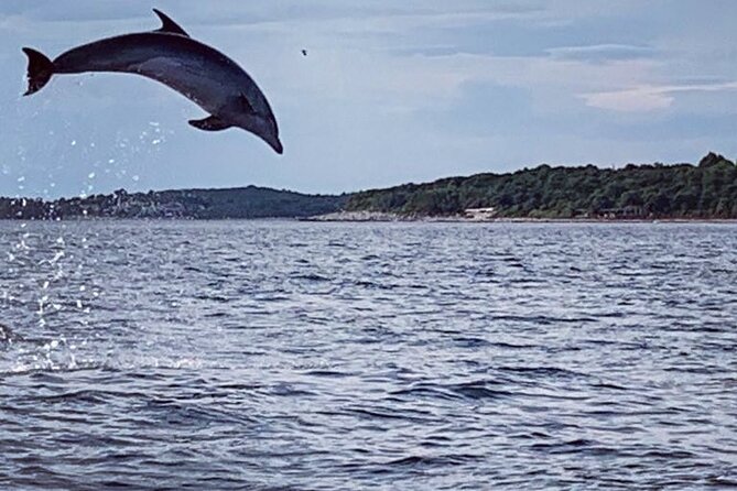 Dolphin Sunrise Adventure with Speedboat - Leaving from Vrsar, not central Rovinj