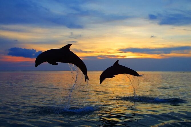 Dolphin Sunset Adventure with Speedboat - The weather question you should take seriously
