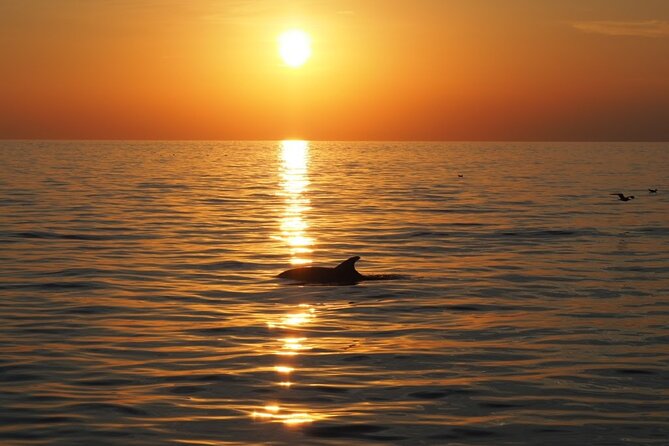 Dolphin Sunset Adventure with Speedboat - Is $30.25 a fair price?