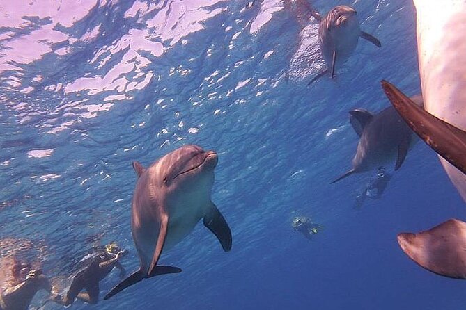 Dolphin trip with private speedboat and snorkeling - What Dolphin House means for your day