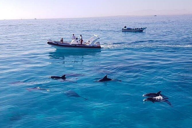 Dolphin trip with private speedboat and snorkeling - Drinks, fruit, and the small practical comforts