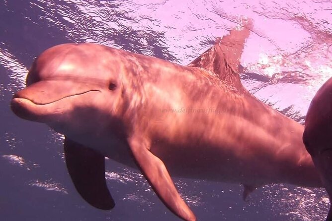 Dolphin trip with private speedboat and snorkeling - Who will get the most from this four-hour trip?