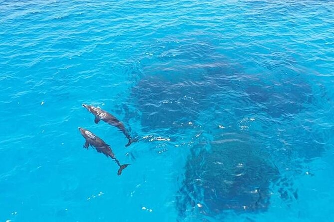 Dolphin trip with private speedboat and snorkeling - What the feedback tells me about the experience