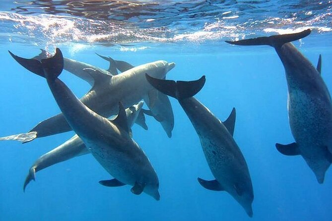 Dolphin trip with private speedboat and snorkeling - Snorkeling over coral near Hurghada