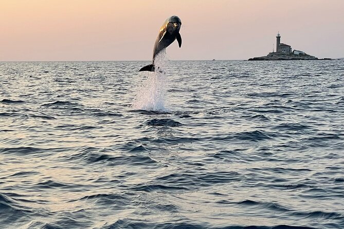 Dolphin Watching Sunset Speedboat Tour with Drinks in Rovinj - Key points to know before booking