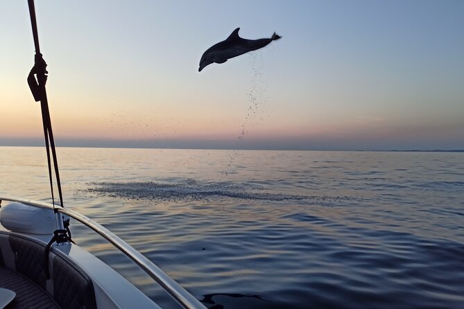 Dolphin Watching Sunset Speedboat Tour with Drinks in Rovinj - Is $75.62 a fair price?