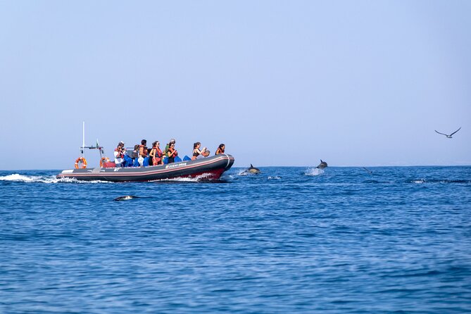 Dolphins & Caves on Rib Boat - A swim stop and a burst of speed