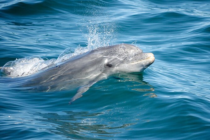 Dolphins & Caves on Rib Boat - Should you book Dolphins and Caves on Rib Boat?