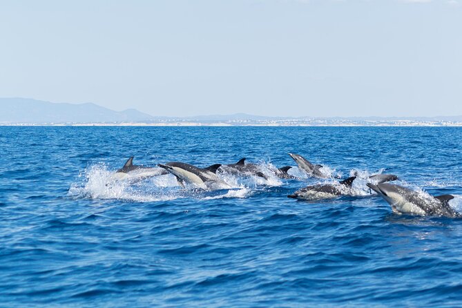 Dolphins & Caves on Rib Boat - Benagil and the caves from the water