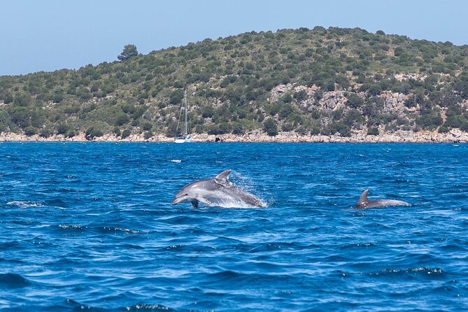Dolphins Rib boat (up 6 people) Private - Cala Moresca and the swimming break
