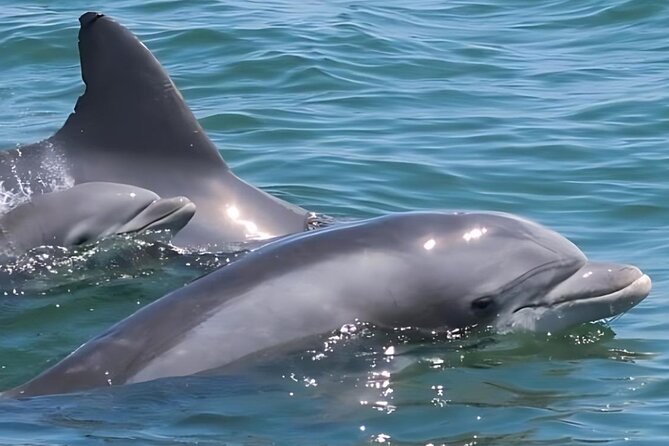 EARLY BIRD SPECIAL: Speed Boat & Dolphin Cruise in Ocean City, MD - The inlet is the first part of the adventure