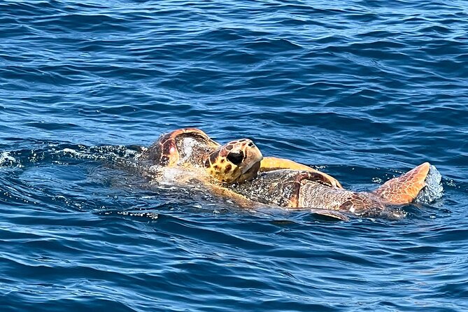 EARLY BIRD SPECIAL: Speed Boat & Dolphin Cruise in Ocean City, MD - Following the beach in search of dolphins