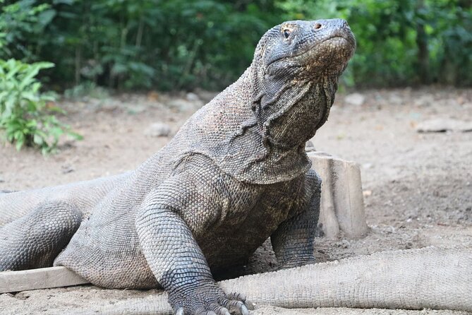 Early Bird Speedboat Group Tour : Explore Komodo Ahead of Crowds - Taka Makassar and the rhythm of the afternoon