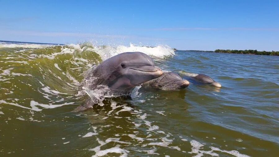 Everglades National Park: Motorboat Eco Tour - What the three-hour schedule feels like