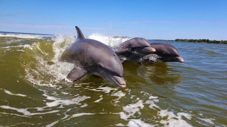 Everglades National Park: Motorboat Eco Tour - What is included, and what you need to bring