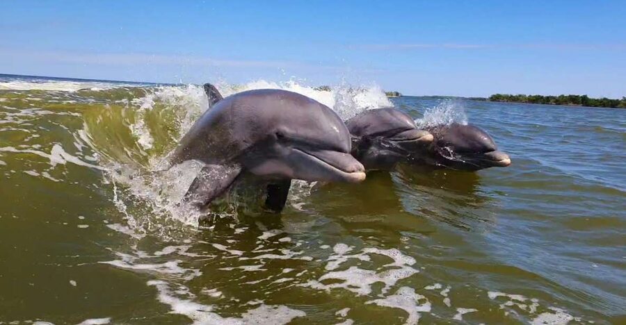 Everglades National Park: Motorboat Eco Tour - What Captain Josh adds to the ride