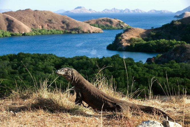 Exclusive Early Bird Komodo Tour: Beat the Crowds by Speed Boat - Key points to know before you book