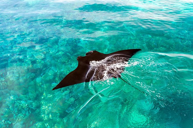 Exclusive Early Bird Komodo Tour: Beat the Crowds by Speed Boat - Why the early departure can change the day
