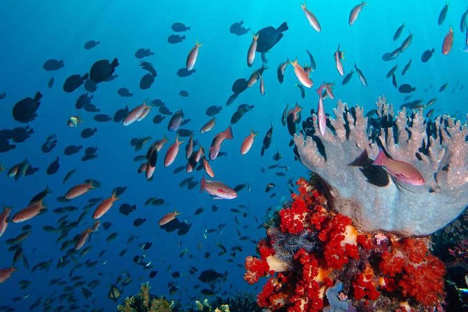 Exclusive Early Bird Komodo Tour: Beat the Crowds by Speed Boat - Siaba Island adds turtles and a calmer underwater stop