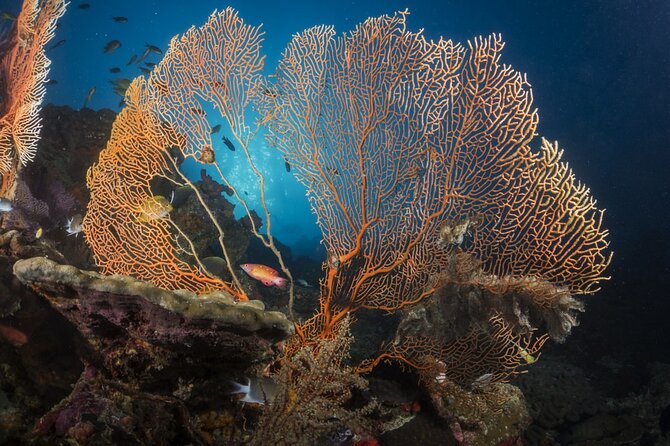 Exclusive Similan Island by Speed Boat - Two snorkeling stops and a chance to see turtles