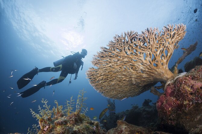 Exclusive Similan Island by Speed Boat - What the $83.82 price really covers