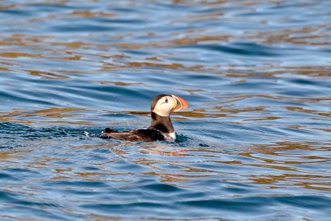 Exhilarating Rib experience - Dingle sea safari - Key points to know before booking