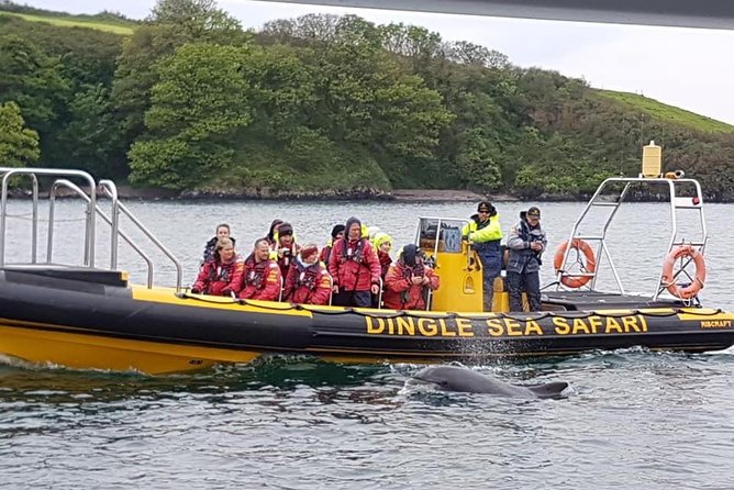 Exhilarating Rib experience - Dingle sea safari - Why the Dingle Sea Safari feels different