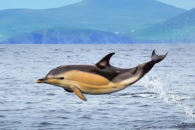 Exhilarating Rib experience - Dingle sea safari - Wildlife around the Blasket Islands