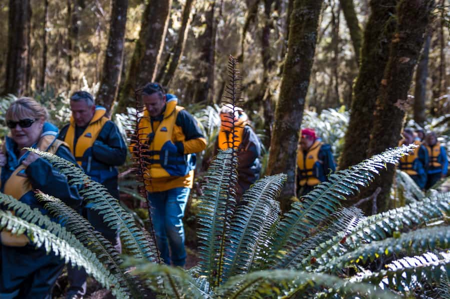 Fiordland: Jet Boat & Nature Walk Experience from Te Anau - Should you book the Waiau River jet boat?