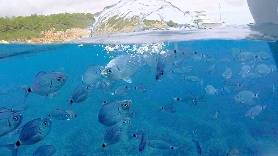 From Alghero: half-day motor boat trip - Who should book this half-day boat trip?