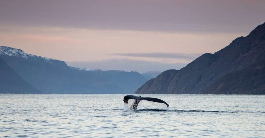 From Alta: Small Group Whale Watching by RIB - Key points at a glance