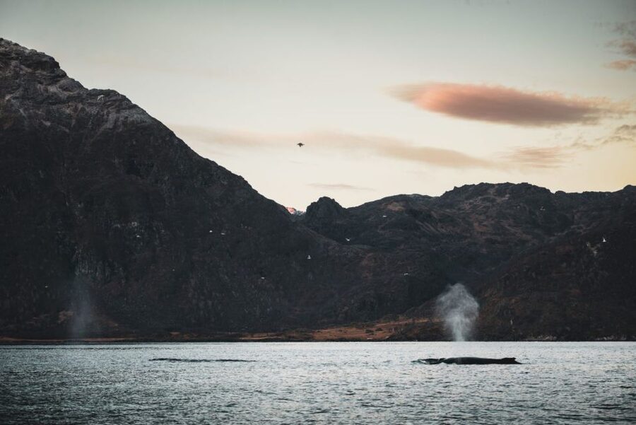 From Alta: Small Group Whale Watching by RIB - Why this Alta whale tour is worth considering