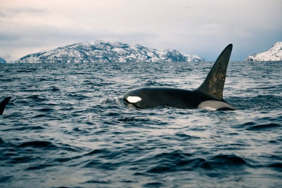 From Alta: Small Group Whale Watching by RIB - Getting ready for a fast RIB ride