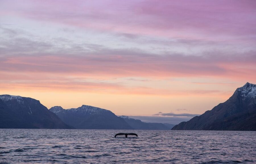 From Alta: Small Group Whale Watching by RIB - A careful approach when whales appear