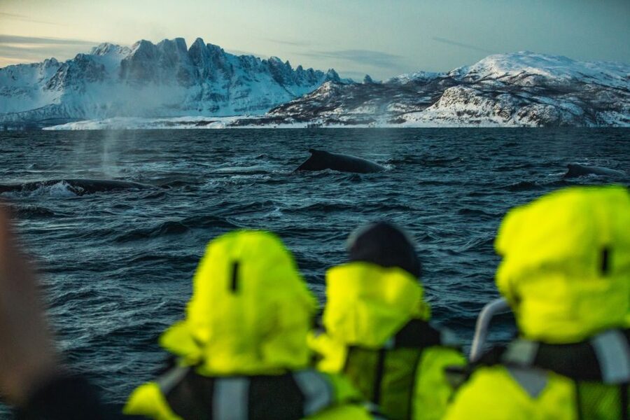 From Alta: Small Group Whale Watching by RIB - Is $278 a fair price?