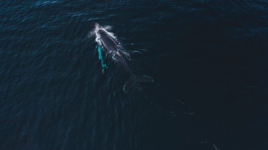 From Alta: Small Group Whale Watching by RIB - Who should book this experience?