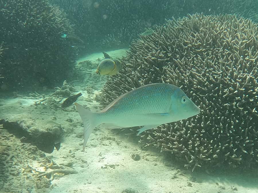 From Blue Bay: Ile aux Cerfs Speedboat Excursion with BBQ - Grand River South East and the waterfall